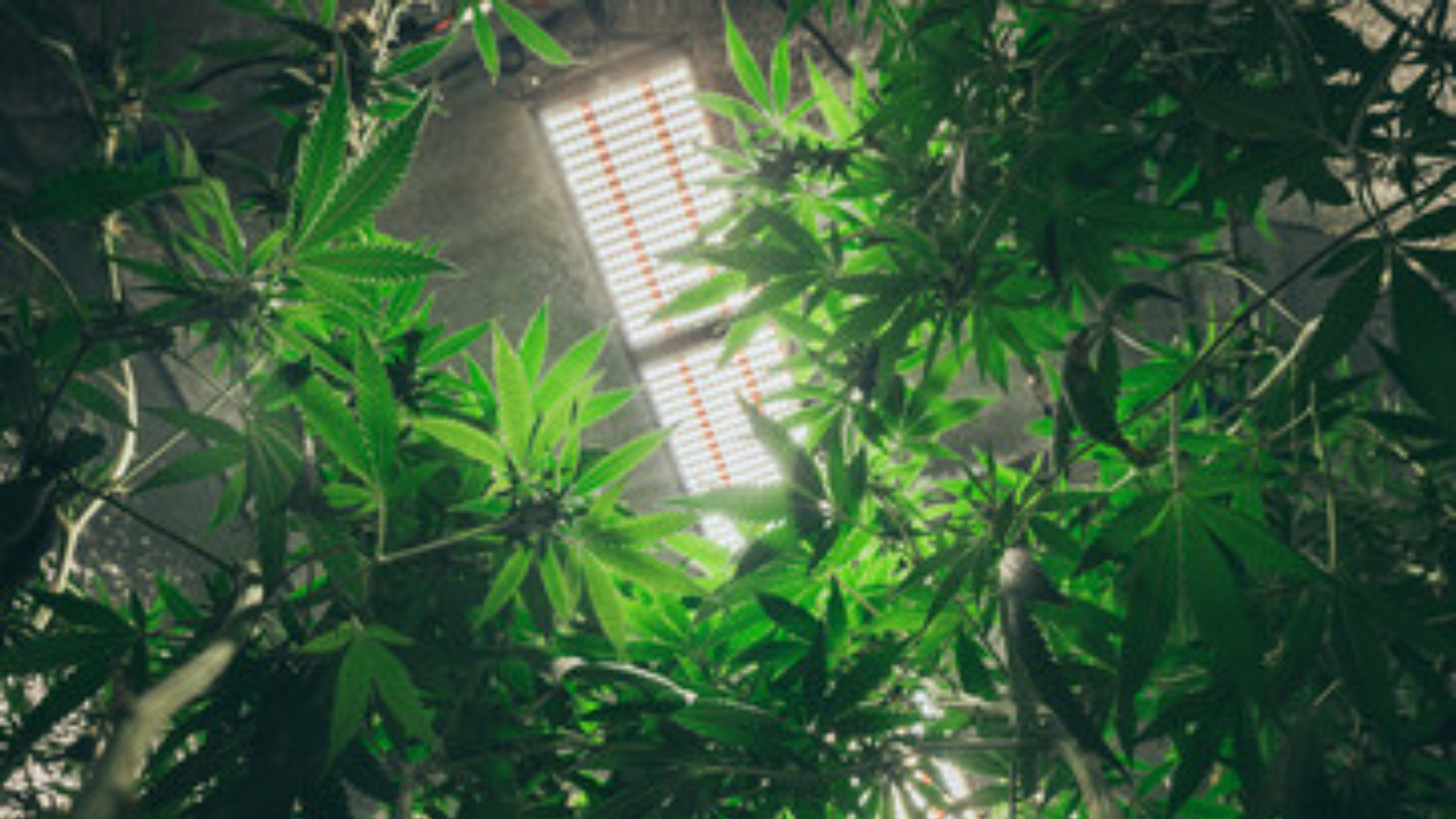 marijuana leaf canopy