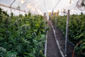 up close aisle of a cannabis farm