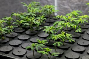 A clone that’s looking a little sad might be sending an early SOS through drooping leaves or stems bending. But with a little attention and care, your plant can perk right back up. 