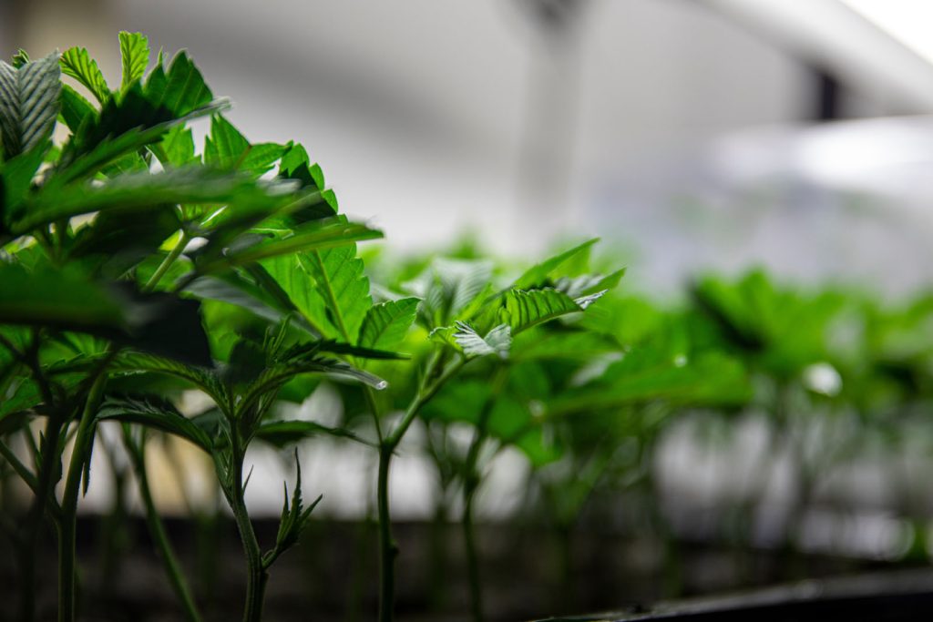 Learn how to identify and fix common cannabis clone issues in Massachusetts. Tips from the team at Green Meadows, plus where to get help.