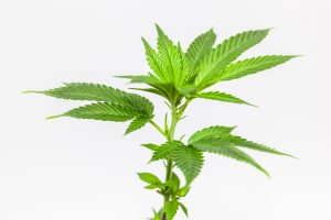 New England weather is unpredictable, and your cannabis clones feel it just as much as you do. Seasonal transitions, sudden drops in temperature, and high humidity swings can all contribute to clone stress, especially if you're growing outdoors or in greenhouses.