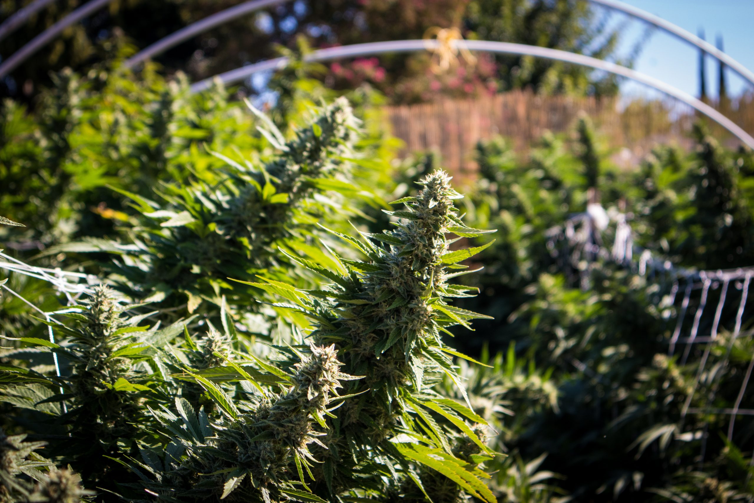 Grow Cannabis at Home