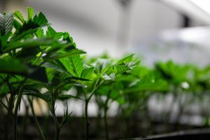 Here’s how you can grow healthy cannabis clones to get there. 