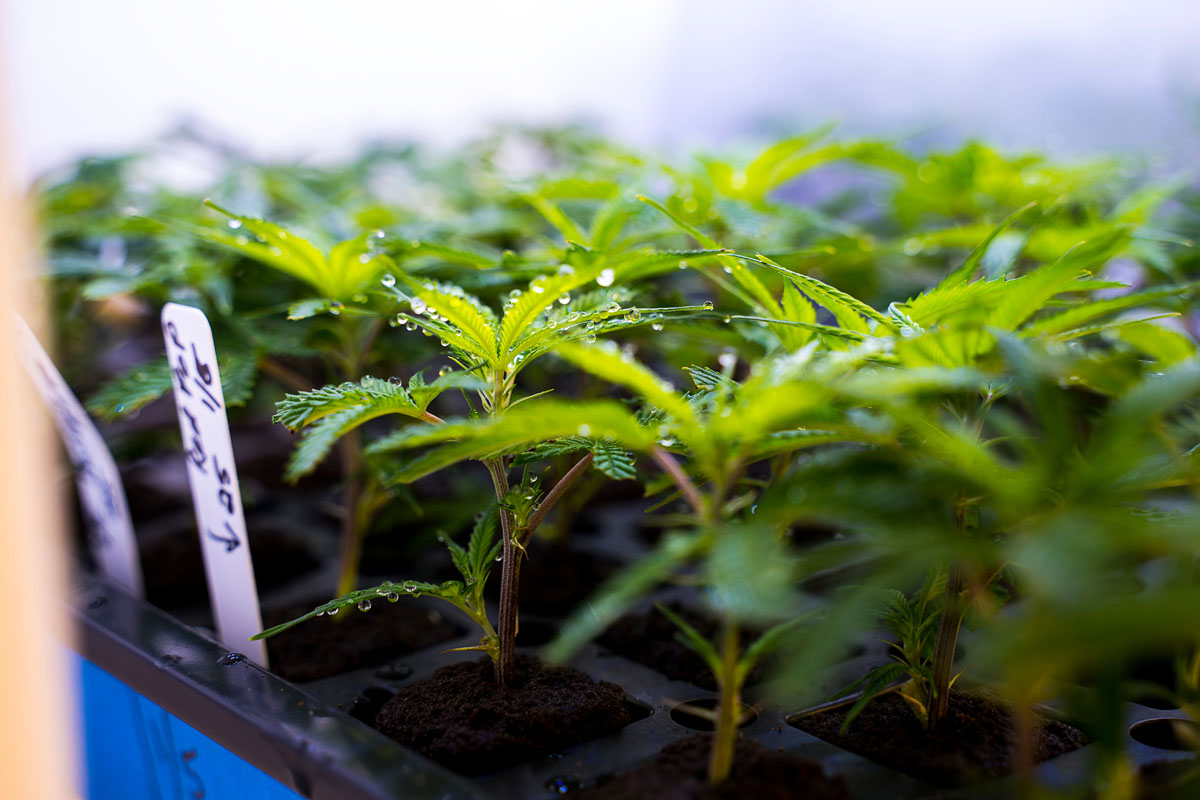 Learn how to grow cannabis clones in Massachusetts, including nutrients, pH, and home grow laws.