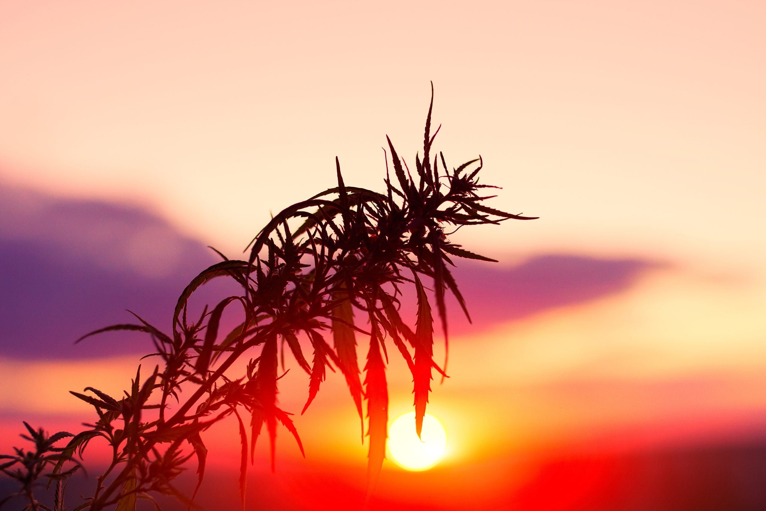 Summer cannabis guide Massachusetts